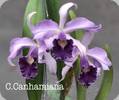 C. canhamiana coerulea x trianae coerulea